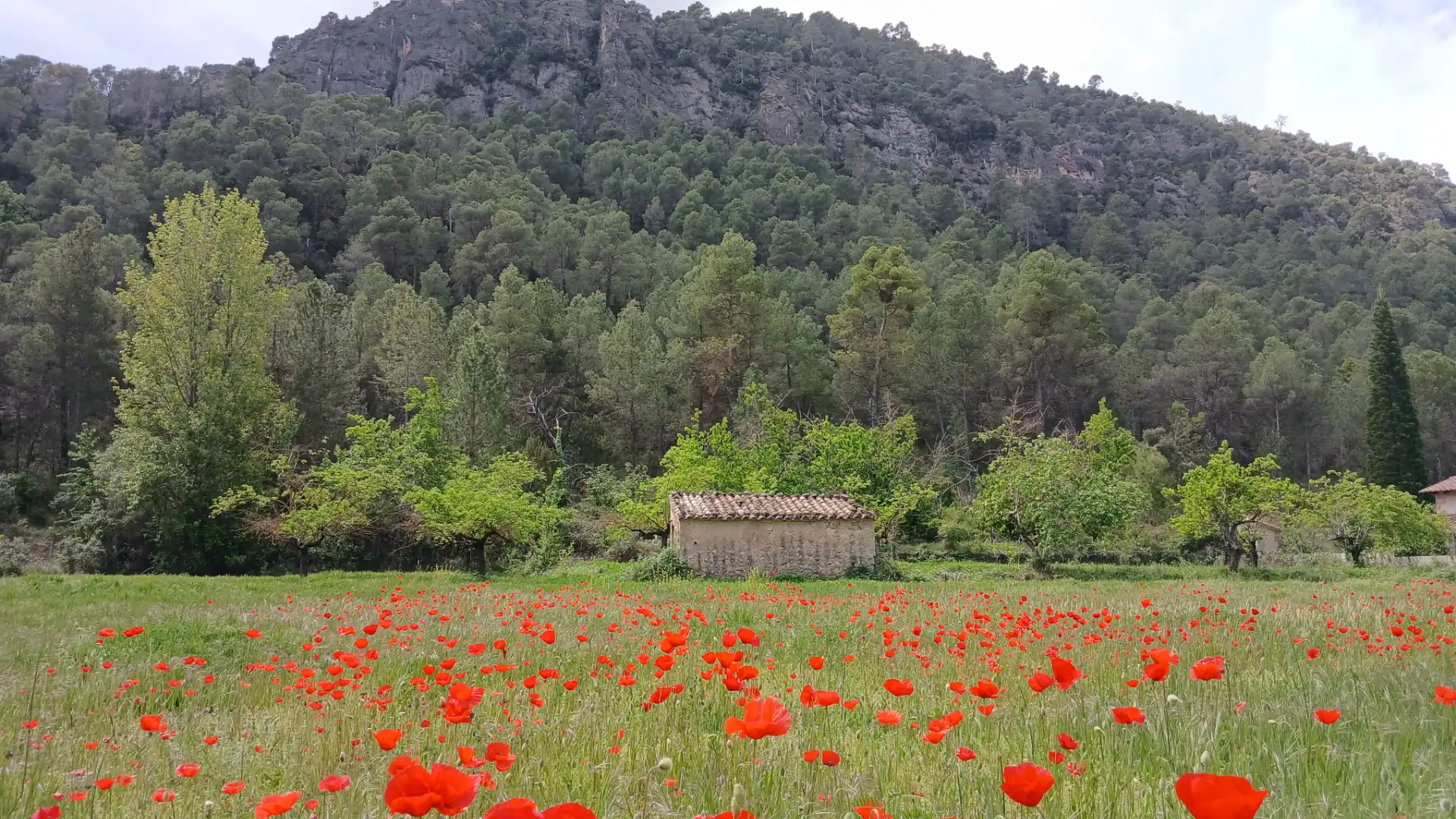 Jardín de Terreno en venta en Beceite