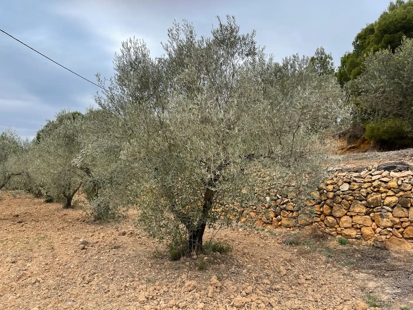 Rustikales Grundstück zum Verkauf in L'Alcora, imagen 27