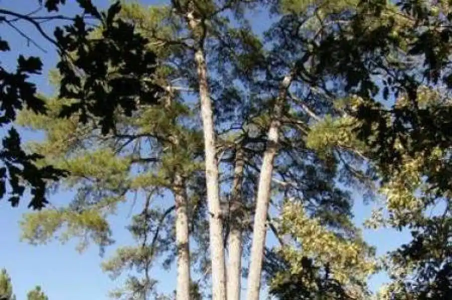 Exterior view of Land for sale in Cuenca