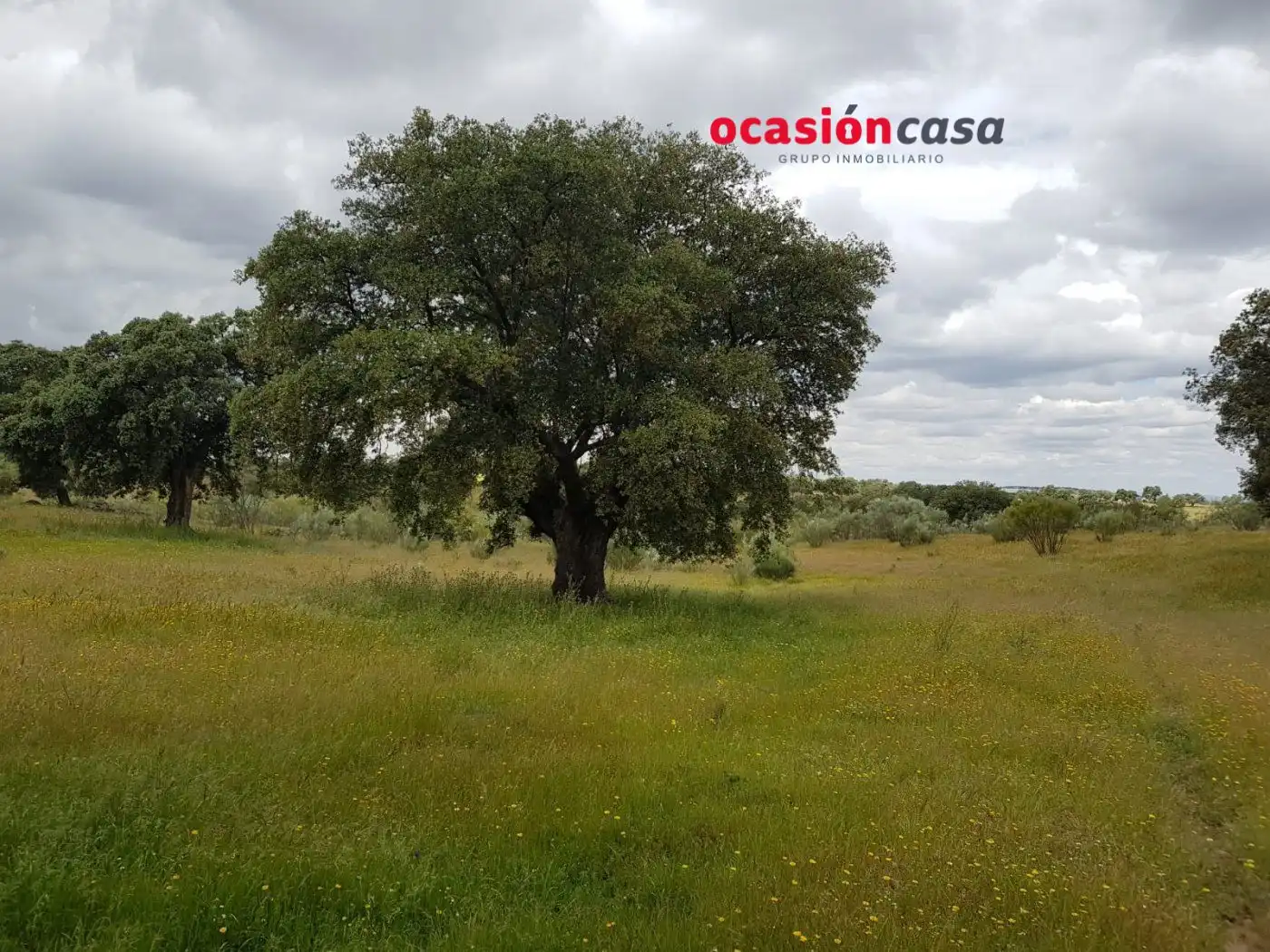 Finca rústica en venta en Torrecampo