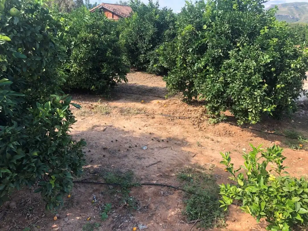 Terreny rústic en venda a Palma de Gandia, imagen 32