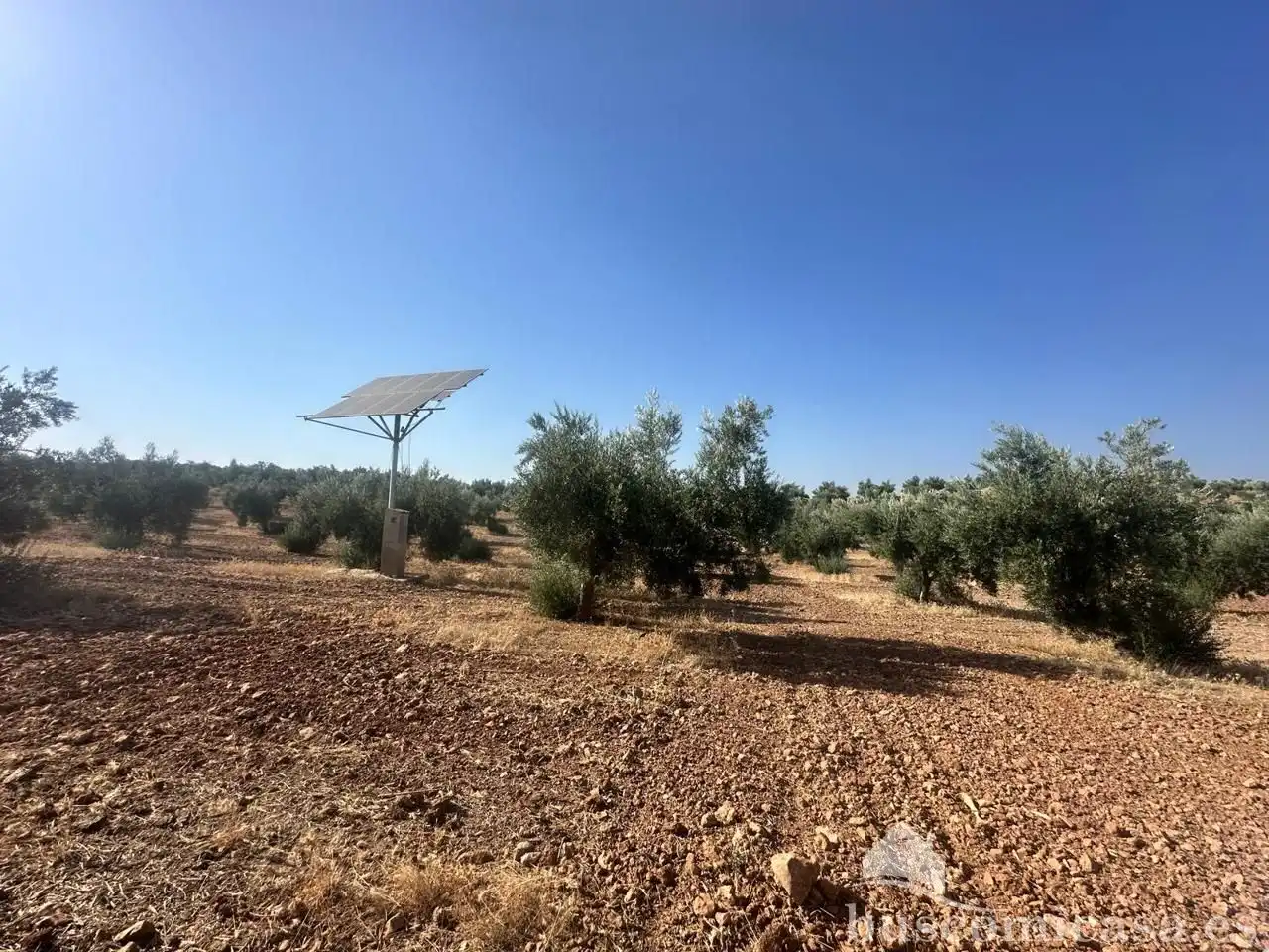 Terrain rustique à vendre à finca de olivar