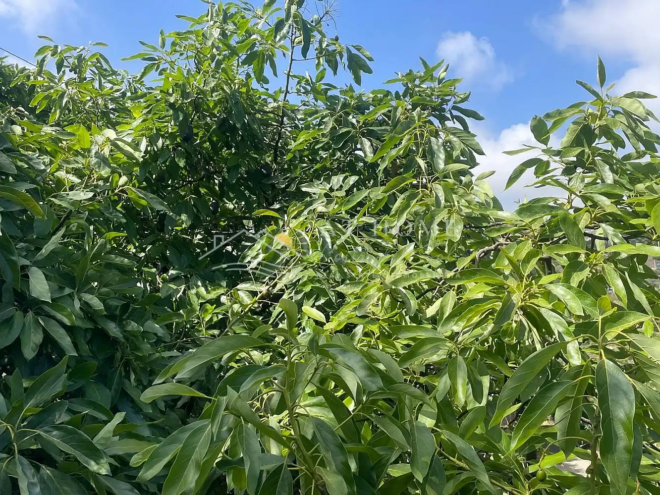 Terreni e lotti in vendita a Torrox Pueblo, imagen 22