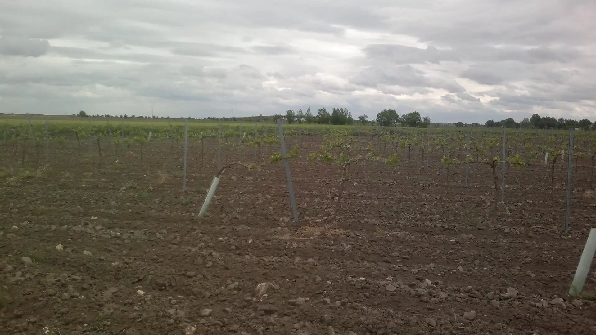 Terreno en venta en Socuéllamos