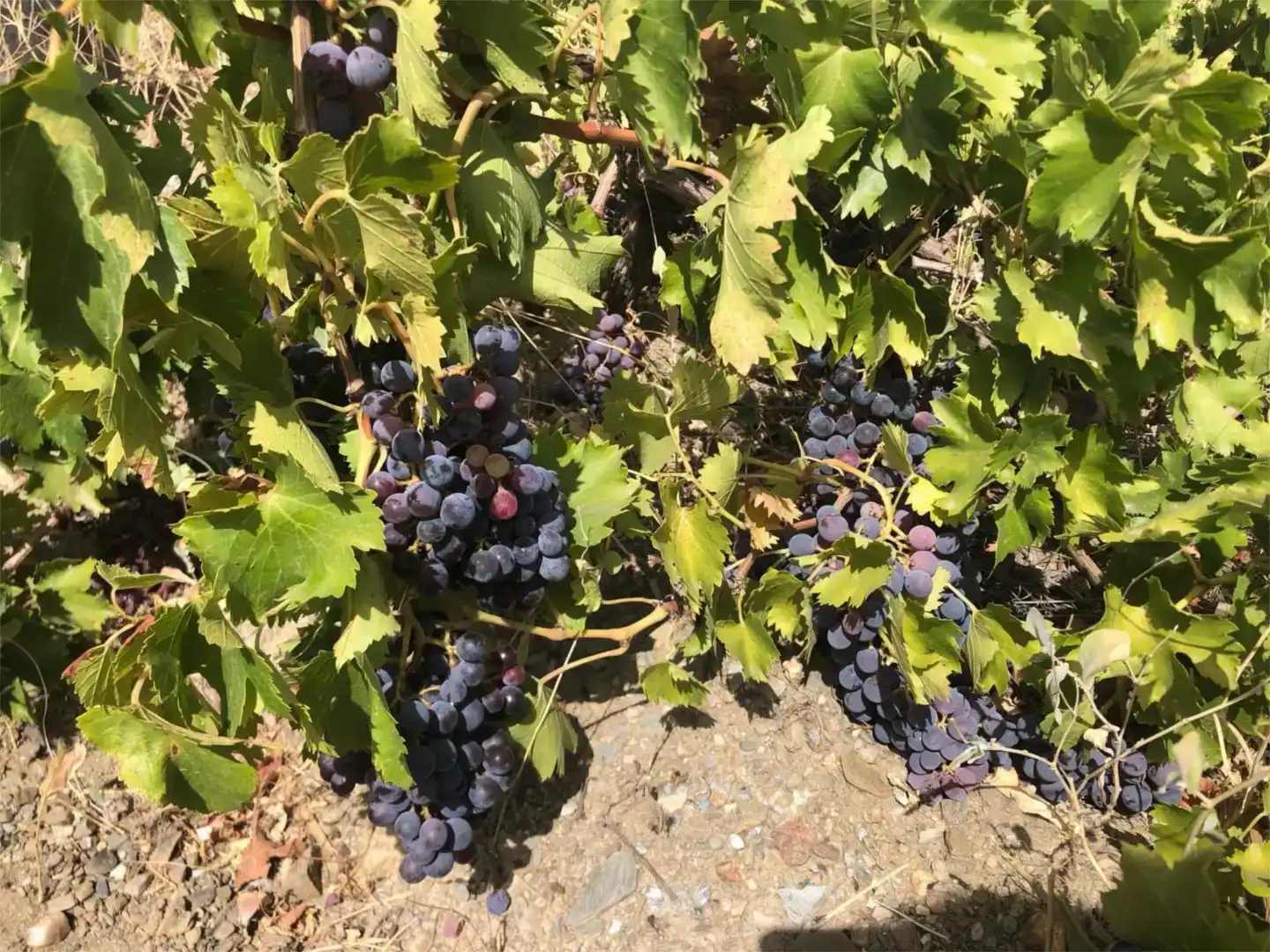 Außenansicht von Grundstücke zur Miete in Lorca