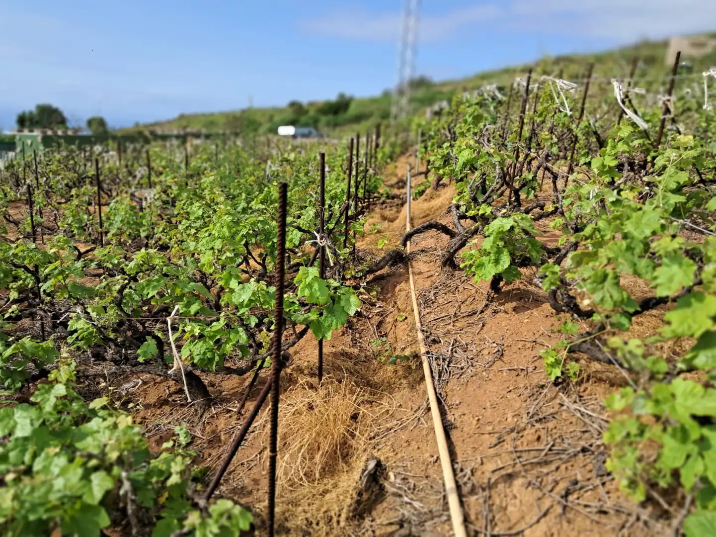 Terreno rústico en venta en Victoria de Acentejo La - Camino Potaiga, imagen 4