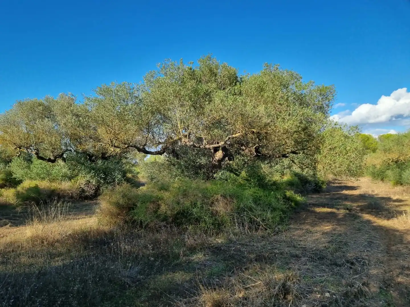 Grundstücke und Bauplätze zum Verkauf in poligono 14 parcela 31 Ginestar, imagen 7