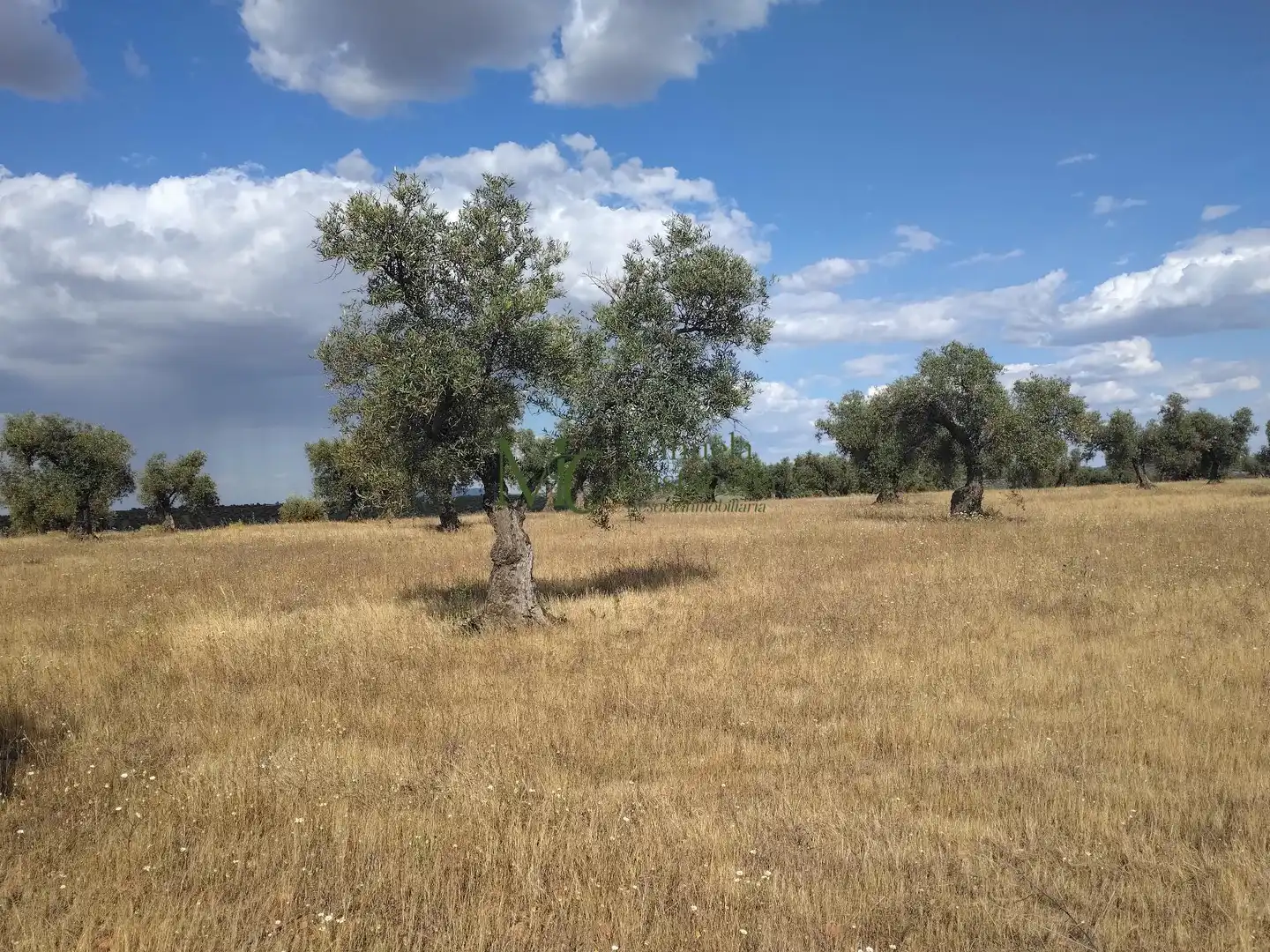 Grundstücke und Bauplätze zum Verkauf in Guareña, imagen 3