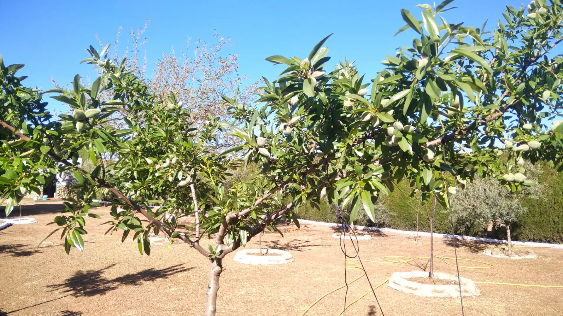 Jardí de Casa o xalet en venda en Ciudad Real amb Calefacció, Jardí privat i Traster