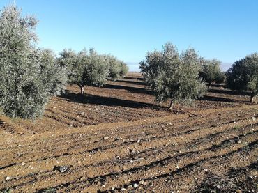 Terreno rustico in vendita a Mora