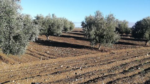 olivar de regadía