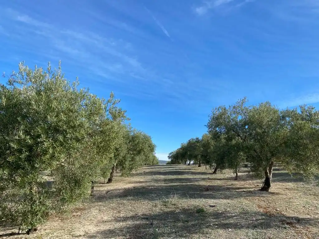 Terreny rústic en venda a Píñar, imagen 7
