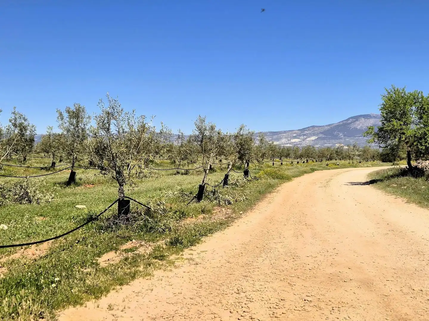Terreny rústic en venda a Moraleda de Zafayona, imagen 13