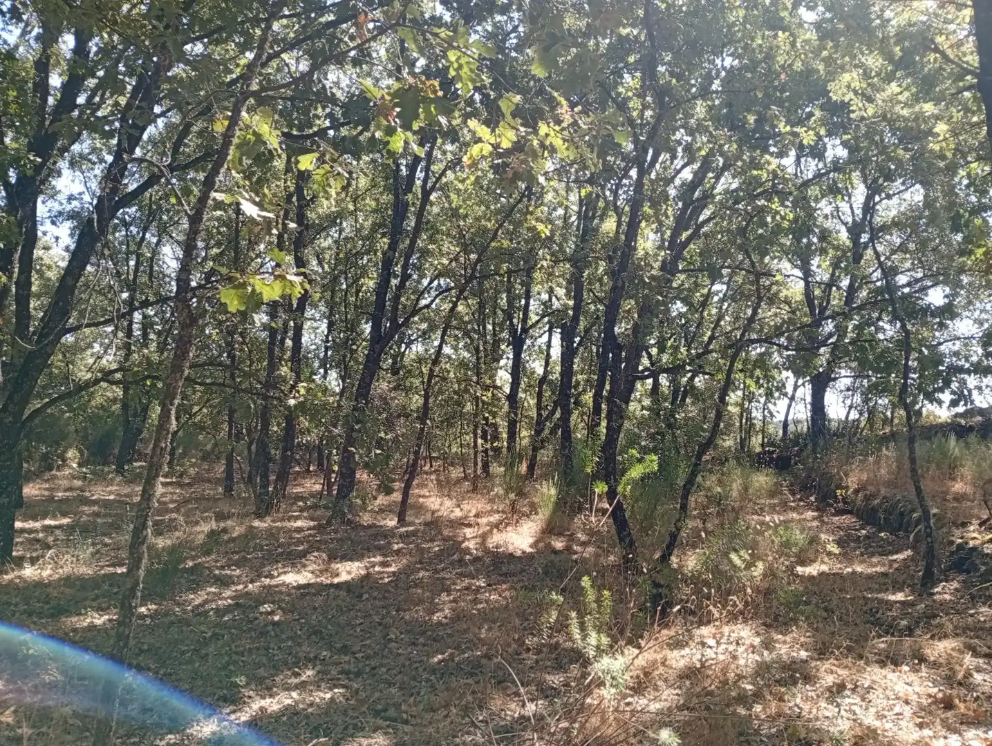 Terreni e lotti in vendita a Villanueva de la Vera, imagen 106