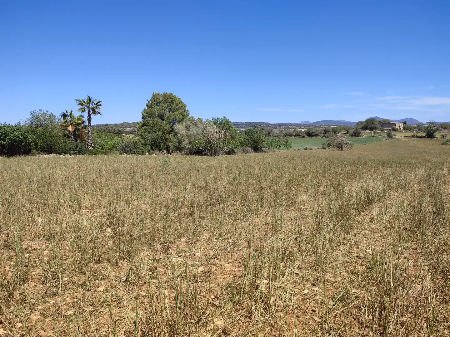 Rural land for sale in Vilafranca de Bonany, imagen 12