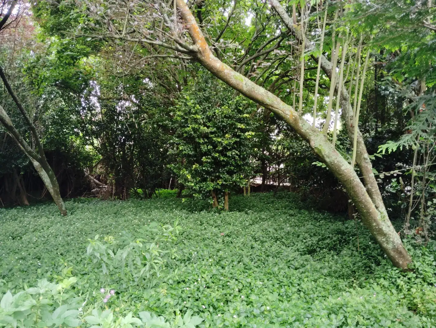 Casa amb jardí en venda a CABALO BRANCO, imagen 10