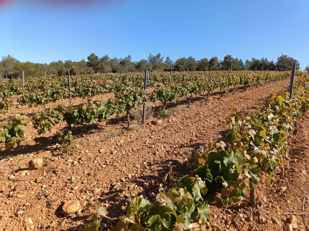 Rustikales Grundstück zum Verkauf in Sant Julià, imagen 13