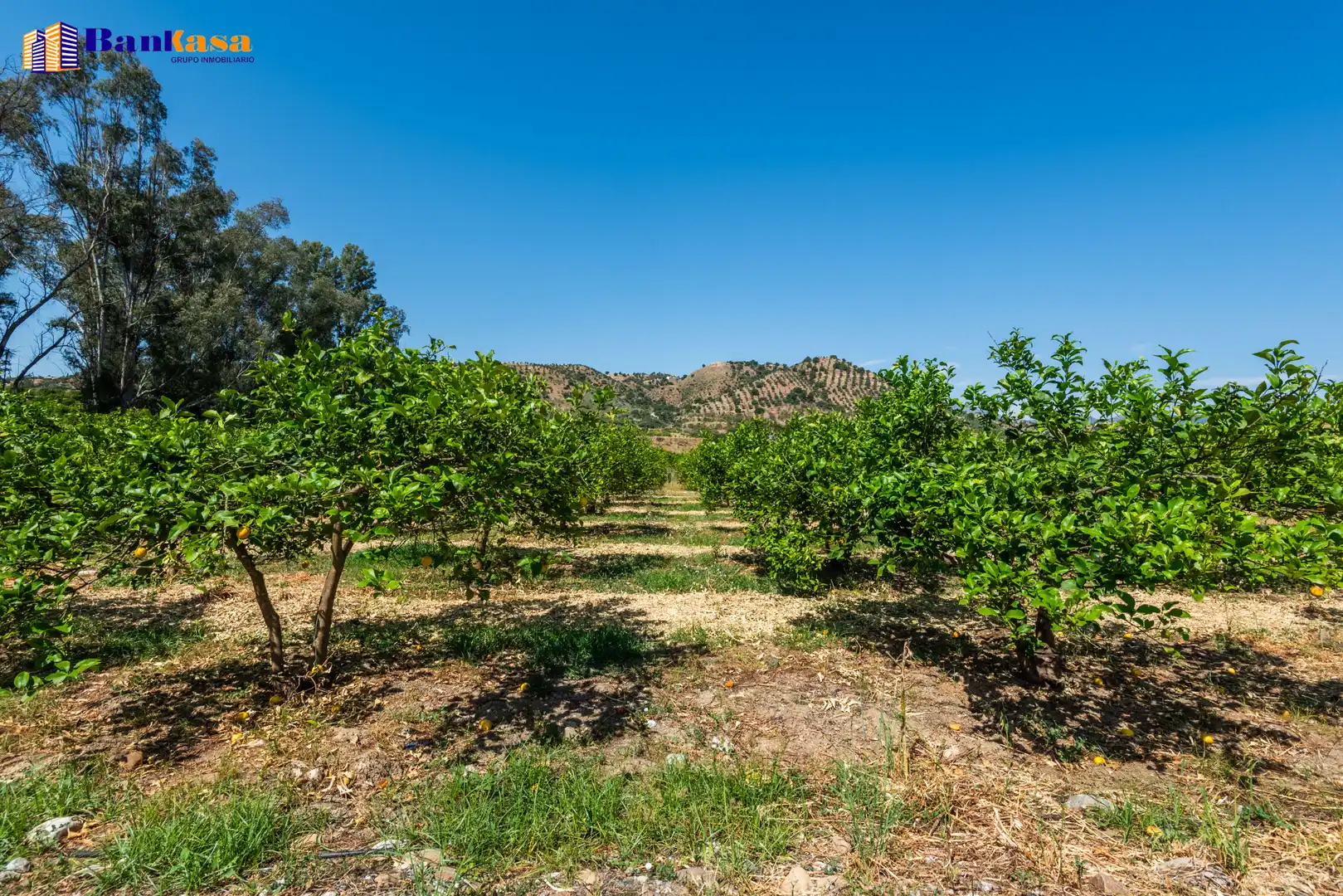Terreno en venta en Pizarra