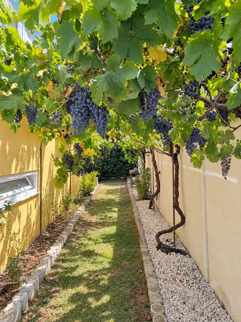Maison avec jardin à vendre à Avenida De los antibióticos, imagen 29