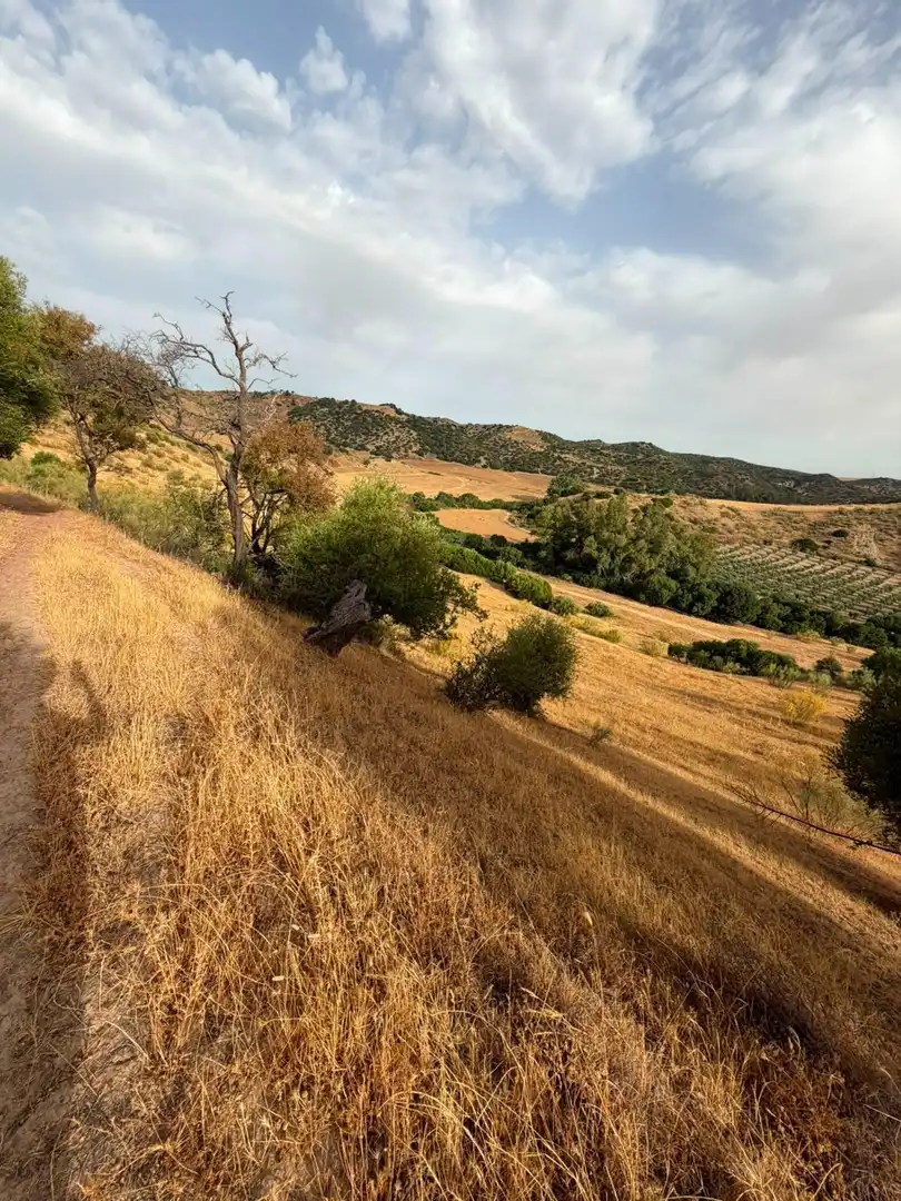 Rural land for sale in Polígono Morón de la Frontera, imagen 5