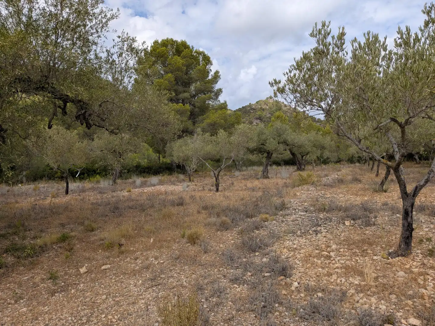 Maison rustique à vendre à Camino  Tivissa 51, imagen 49