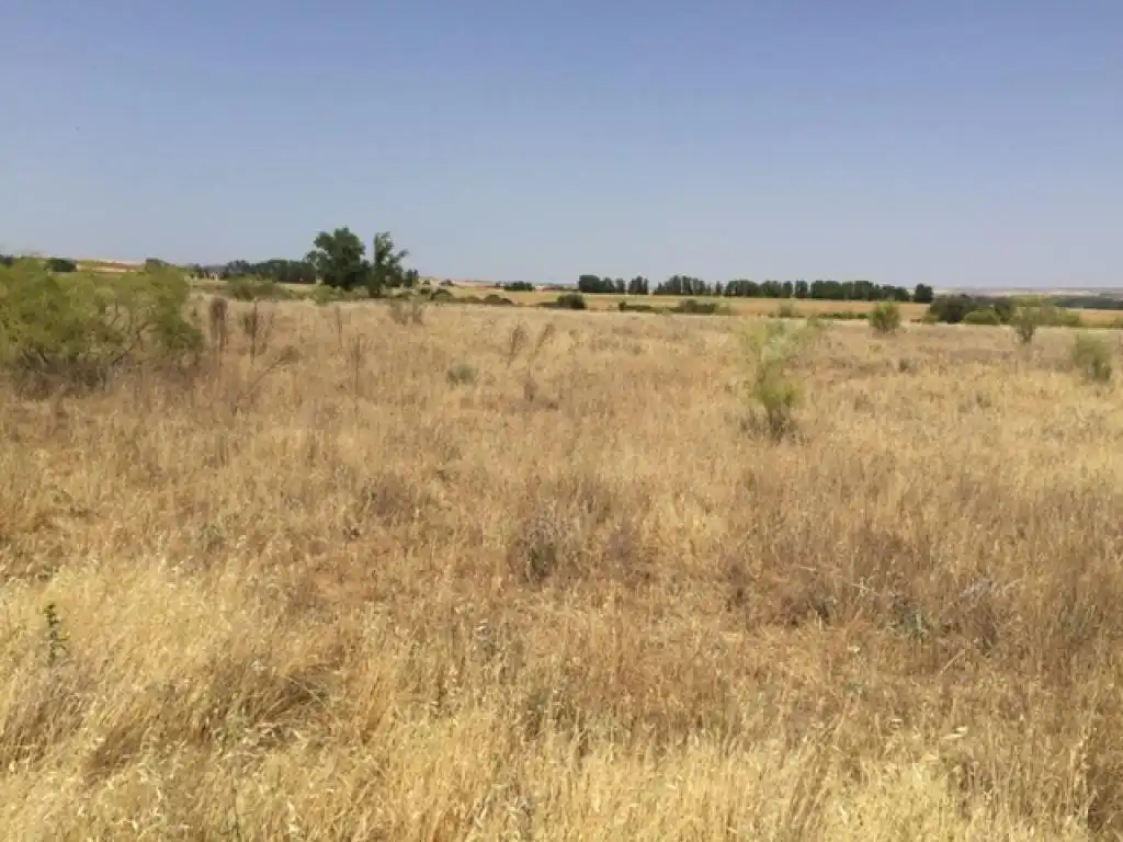Terreny rústic en venda a ALONDRA (DE LA), imagen 6