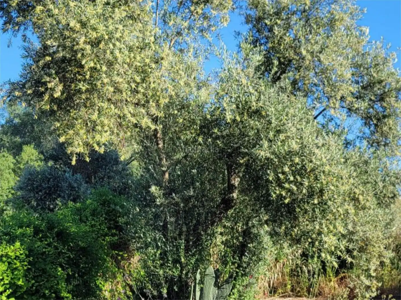 Casa amb jardí en venda a Calle Tapijo 50, imagen 10