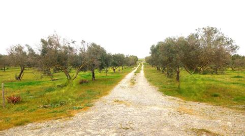 Photo 3 of Country house for sale in Montealto, Jerez de la Frontera