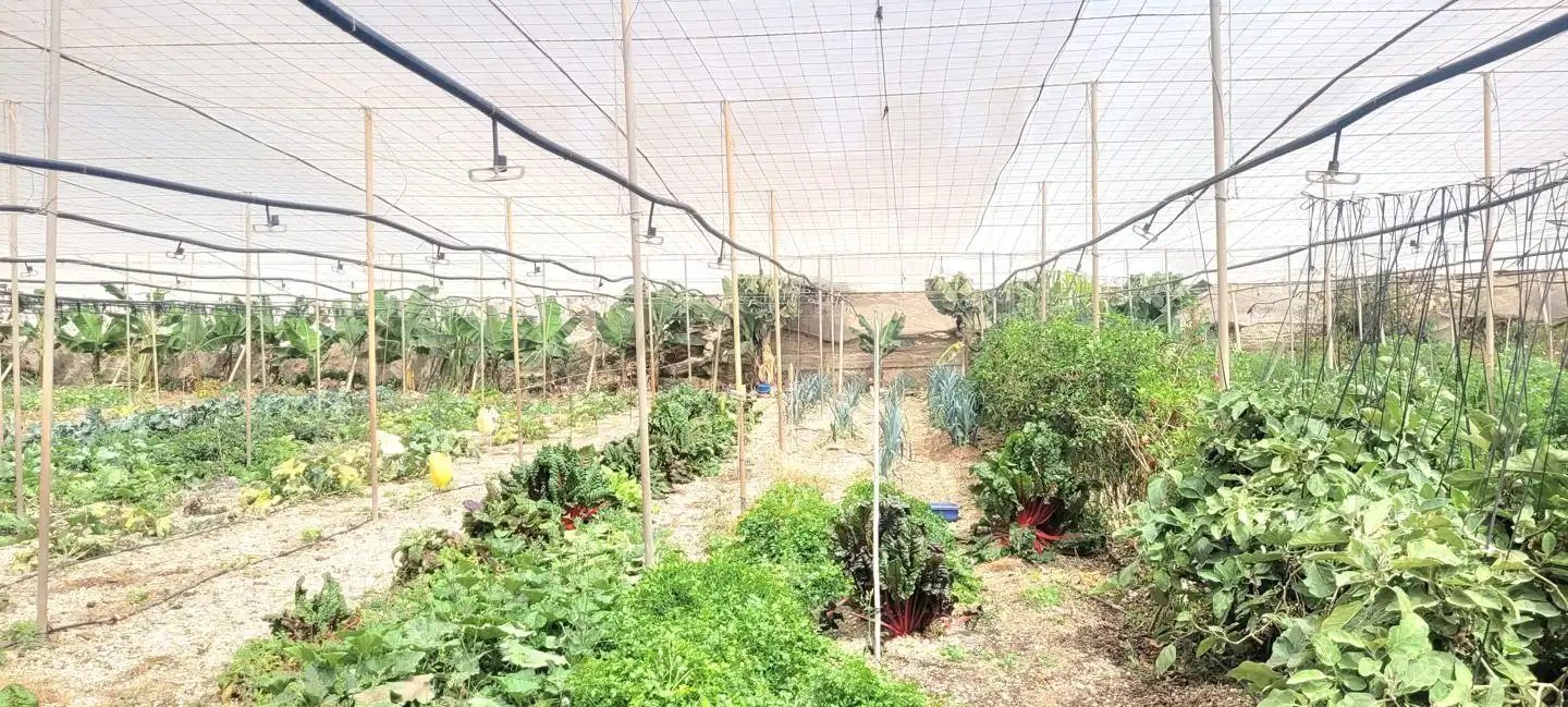 Terreno rustico in vendita a Arico, imagen 17