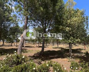 Terreny en venda en Granja de Moreruela