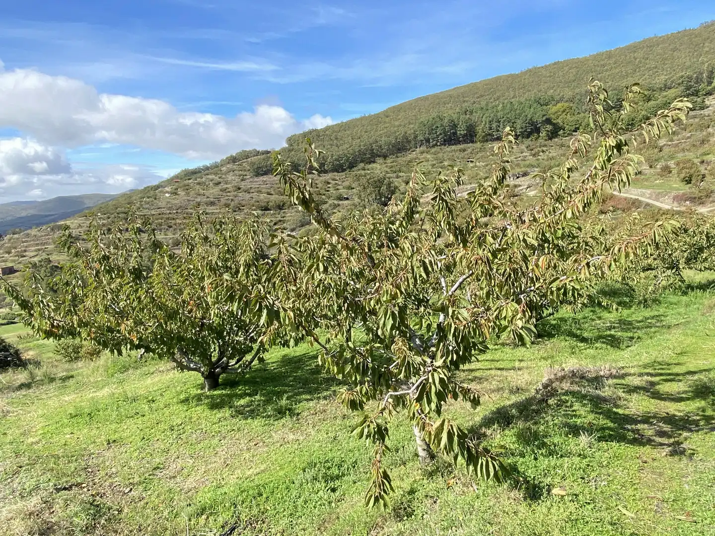 Terreni e lotti in vendita a Barrado, imagen 29