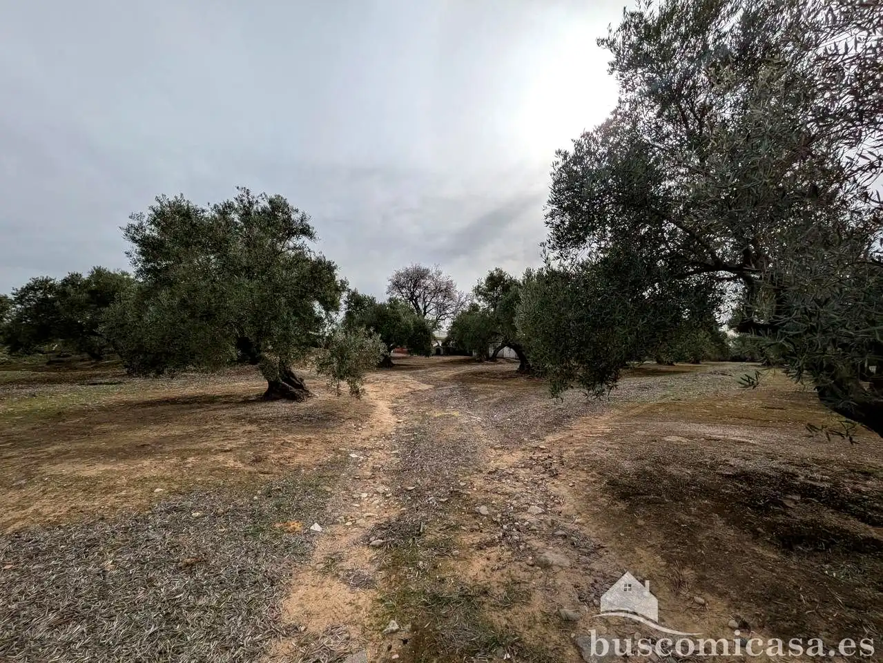 Finca rústica en venda en Baeza amb Jardí privat, Terrassa i Traster