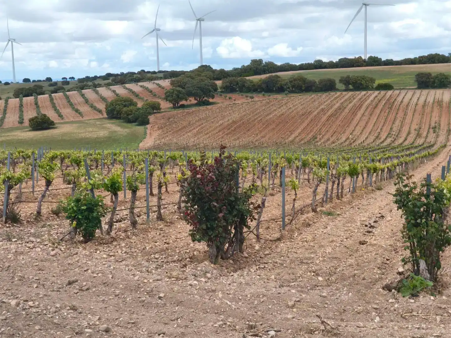 Land for sale in Munera