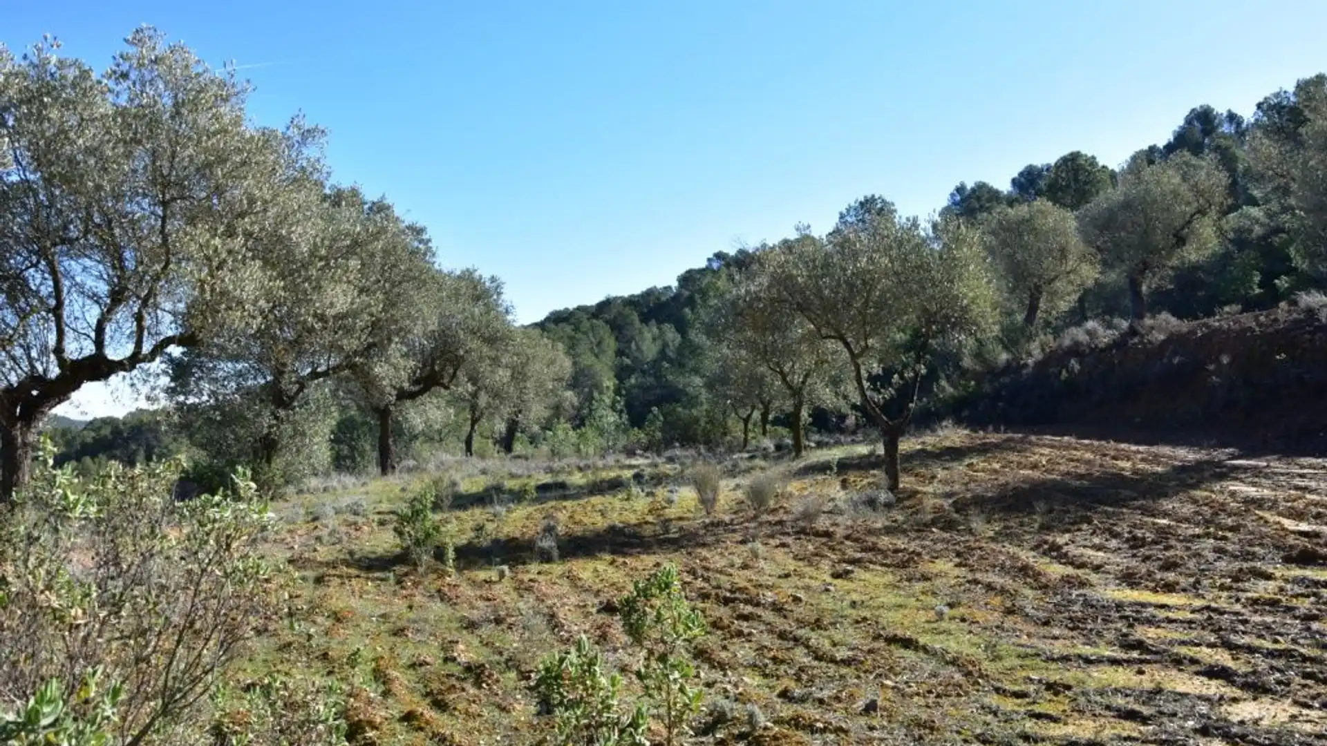 Finca rústica en venta en Arens de Lledó