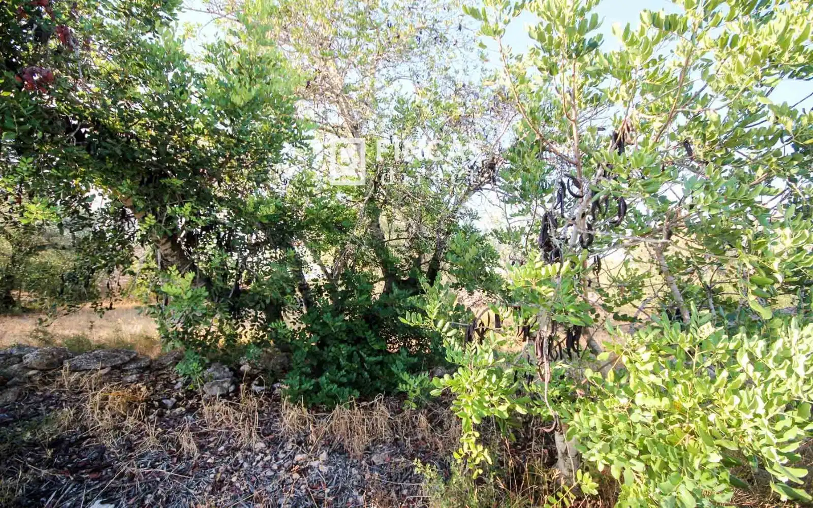 Country homes for sale in Xerta