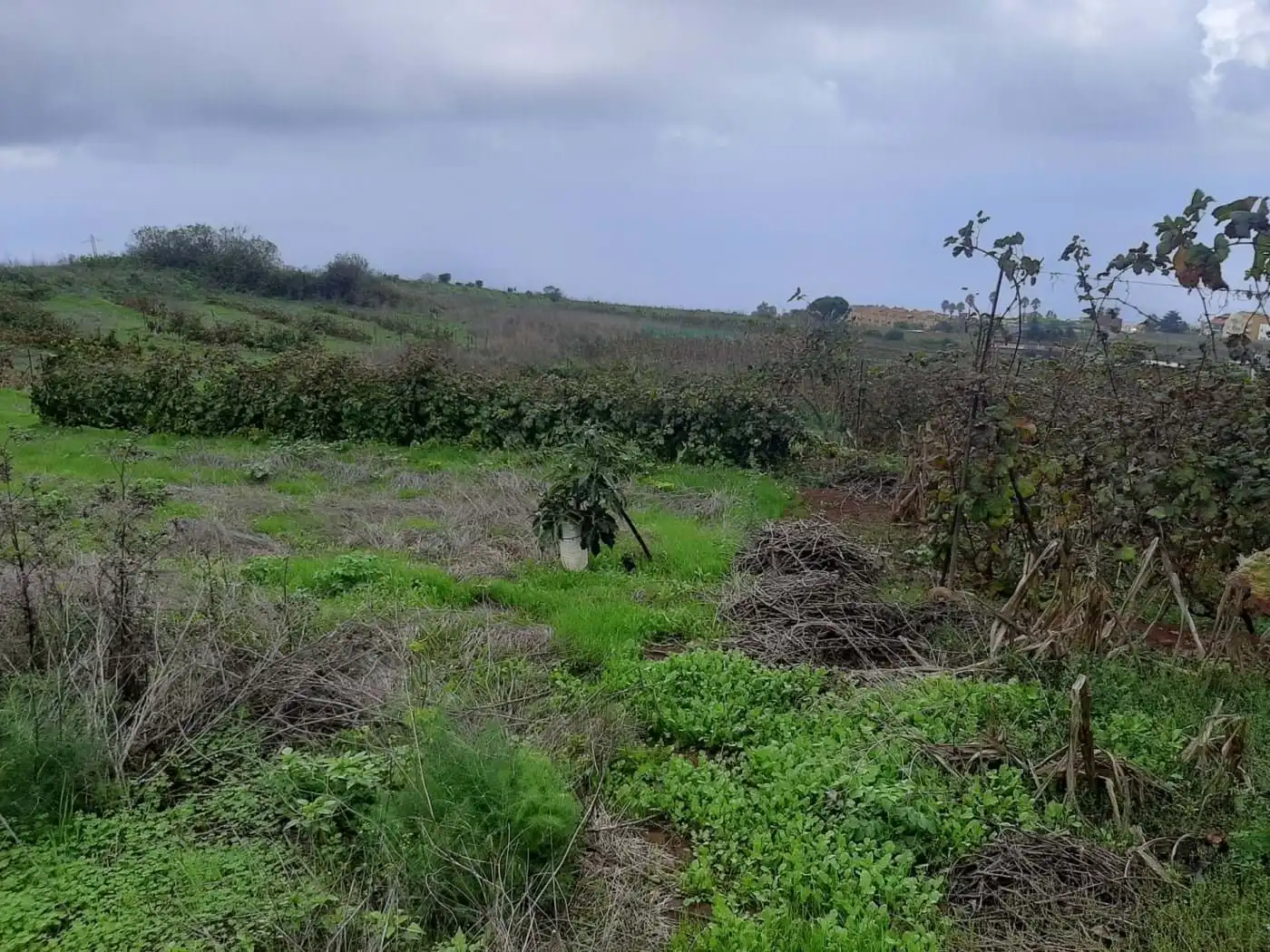 Terreny rústic en venda a CRUZ DE LEANDRO, imagen 4