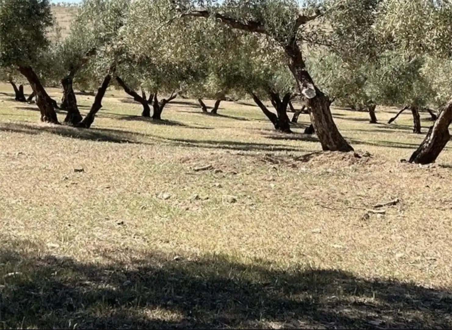 Finca rústica en venda en Las Gabias