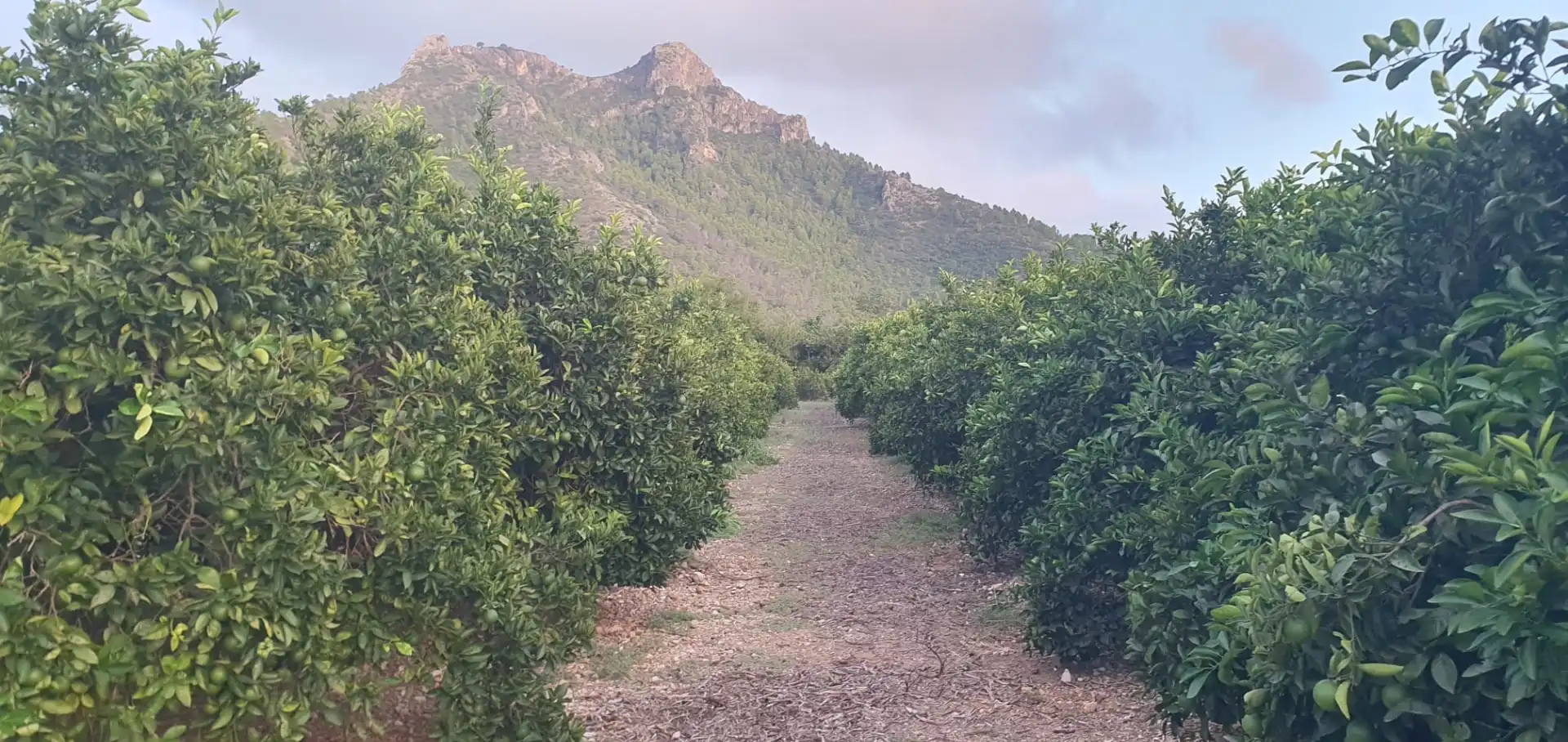 Terreny rústic en venda a Camí Sanchis
