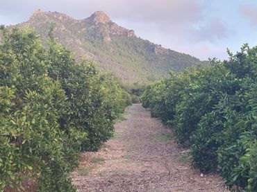 Rustikales Grundstück zum Verkauf in Camí Sanchis