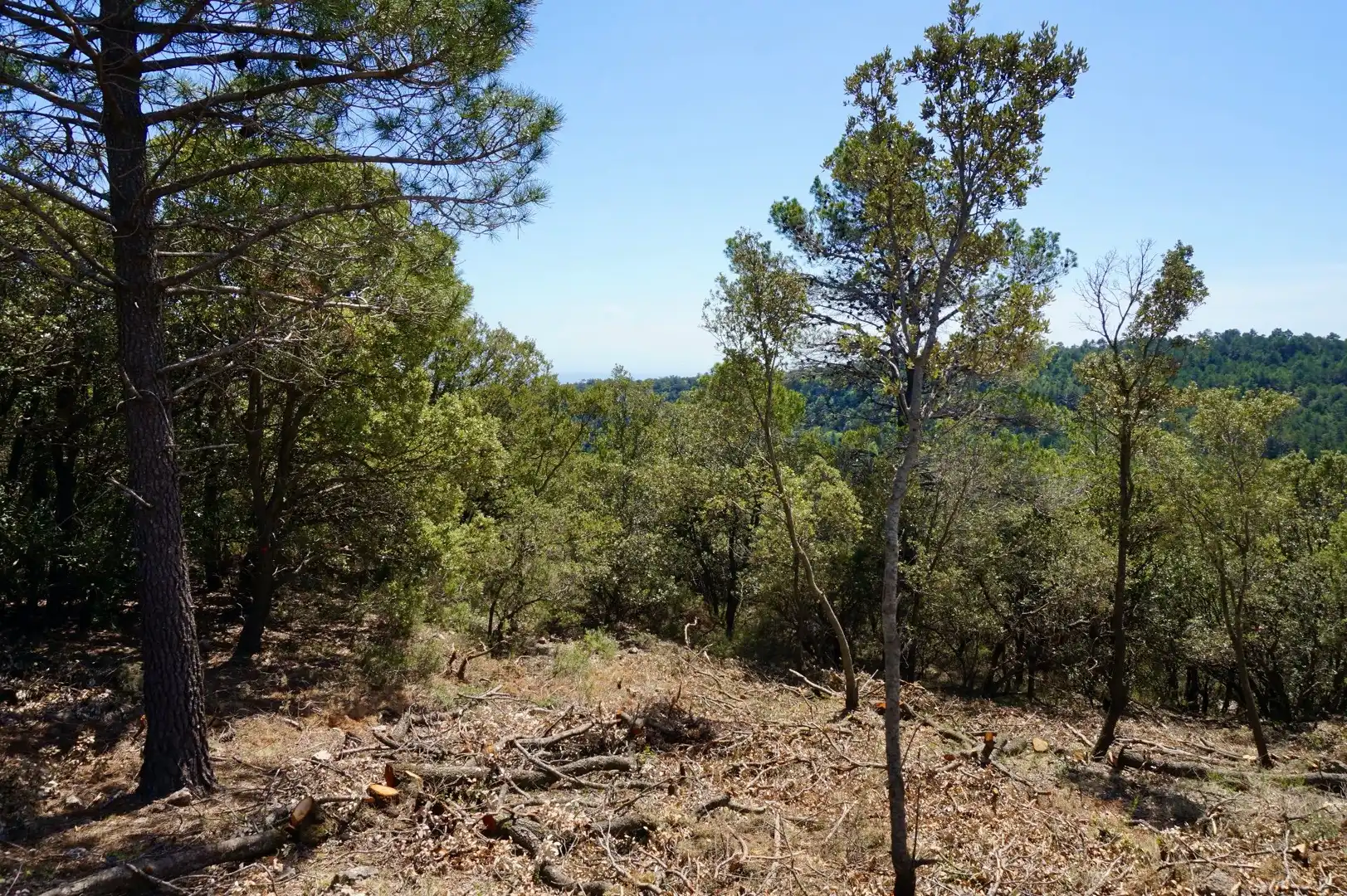 Terreno rústico en venta en La Serreta, imagen 18