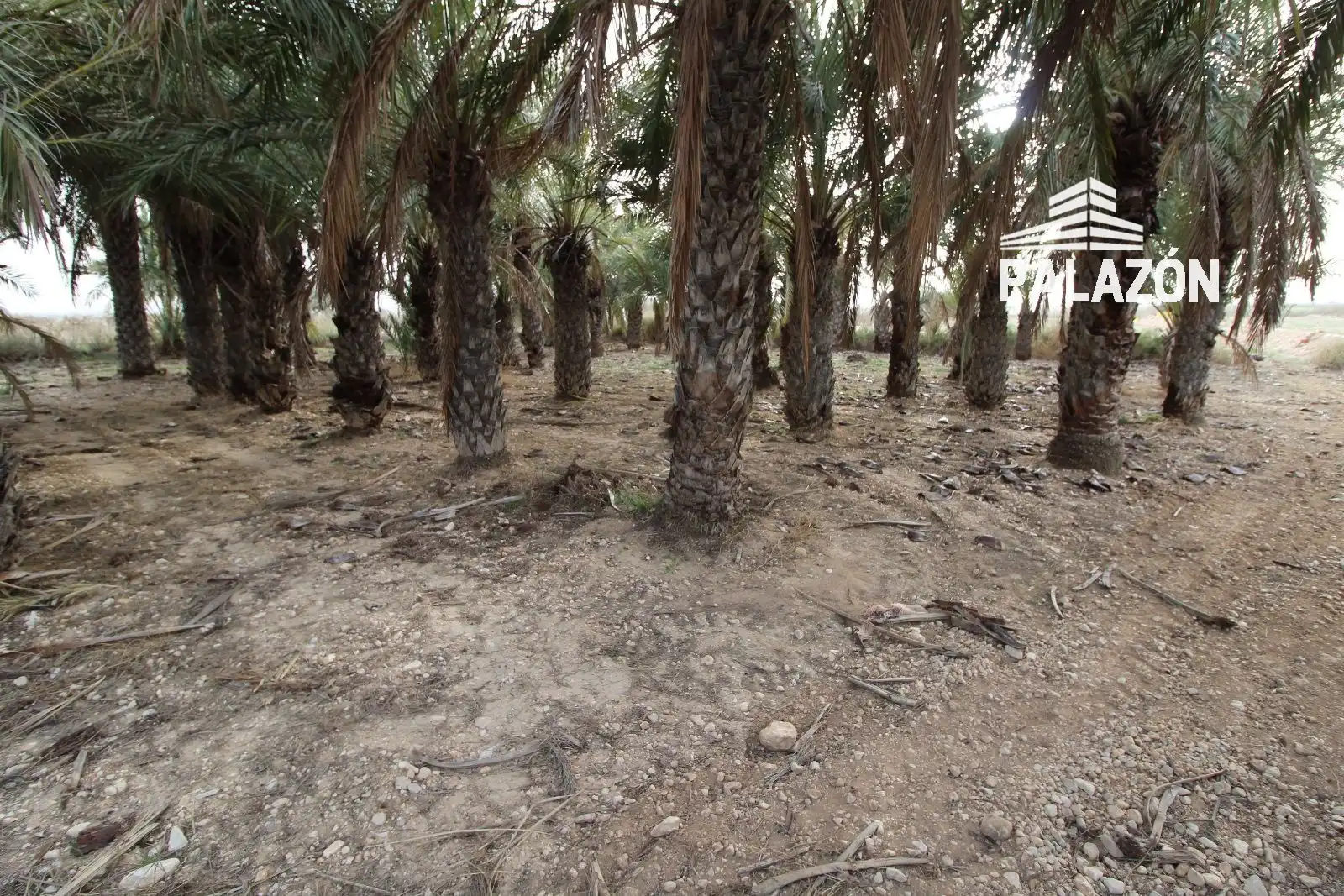 Terreno rustico in vendita a Crevillent, imagen 3