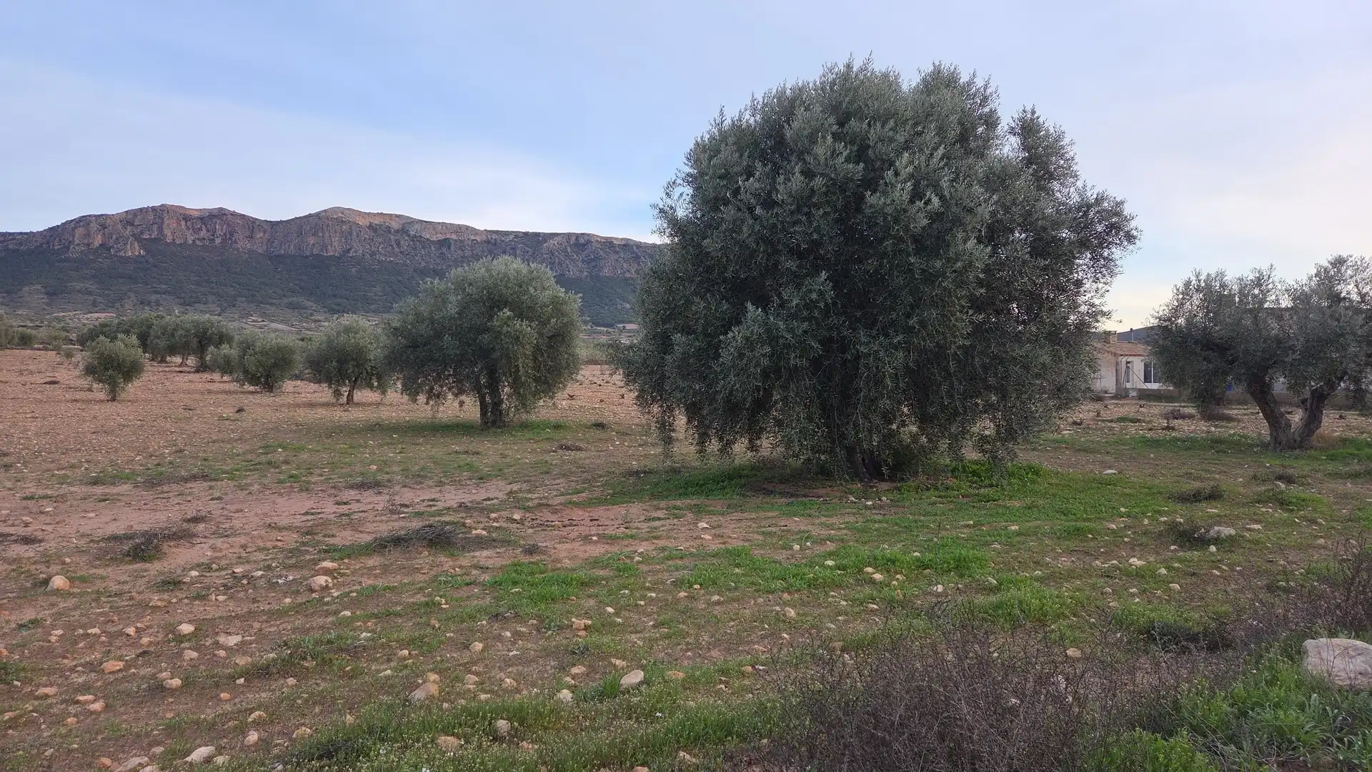 Terreny residencial en venda a Jumilla, imagen 3