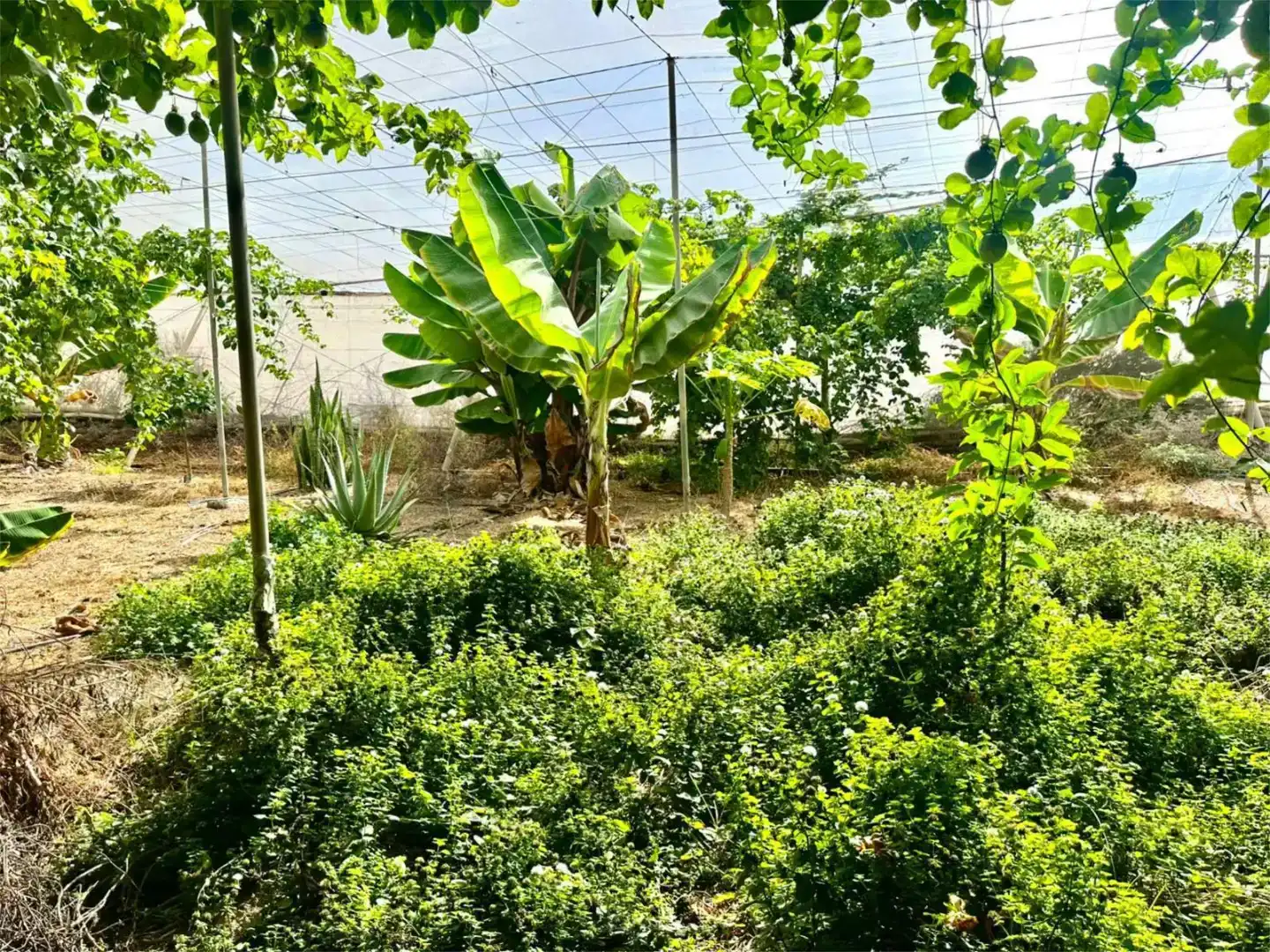 Finca rústica en venda en Guía de Isora