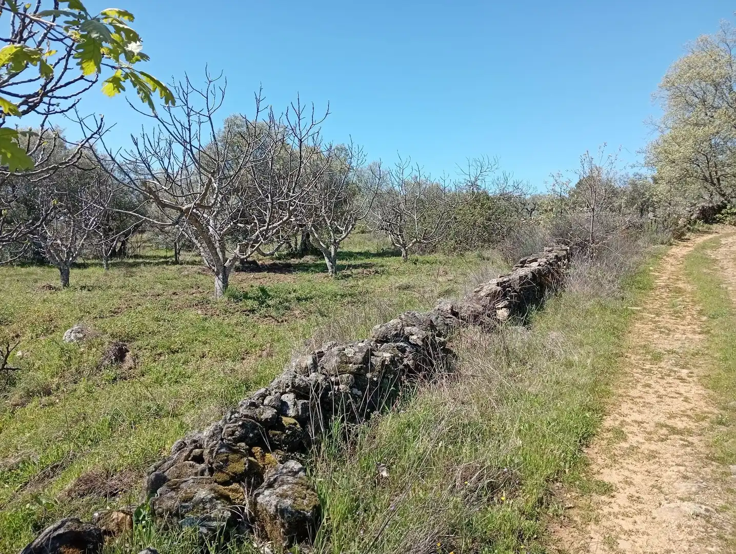 Terreni e lotti in vendita a Valverde de la Vera, imagen 7