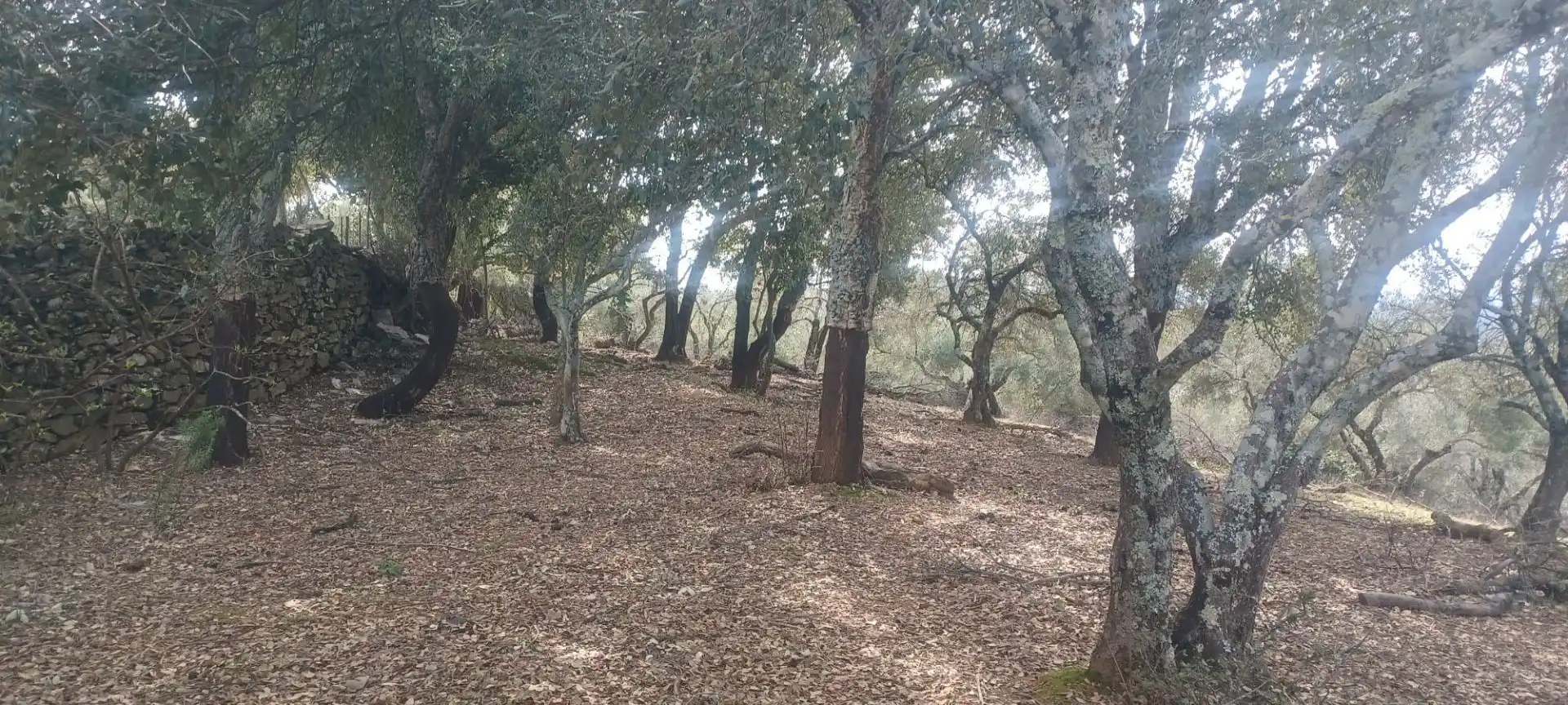 Terreni e lotti in vendita a Constantina, imagen 43