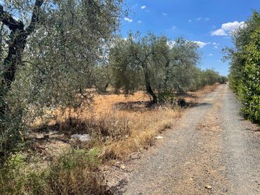 Terrenos y solares en venta en AVENIDA MONTEMAYOR