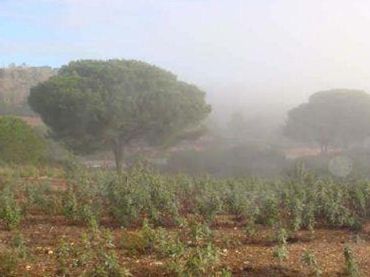 Terreno rustico in vendita a Calle Rey Juan Carlos I