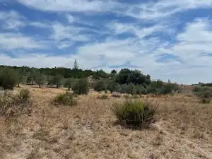 Land for sale in Monda