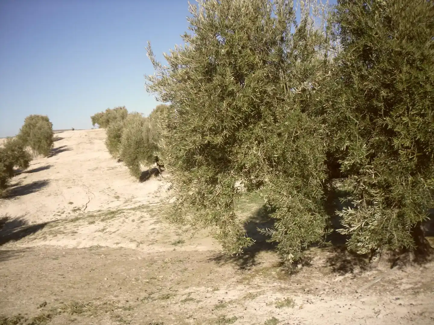 Terreno en venta en Lahiguera