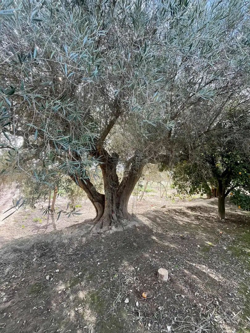 Grundstücke und Bauplätze zum Verkauf in Oria, imagen 17